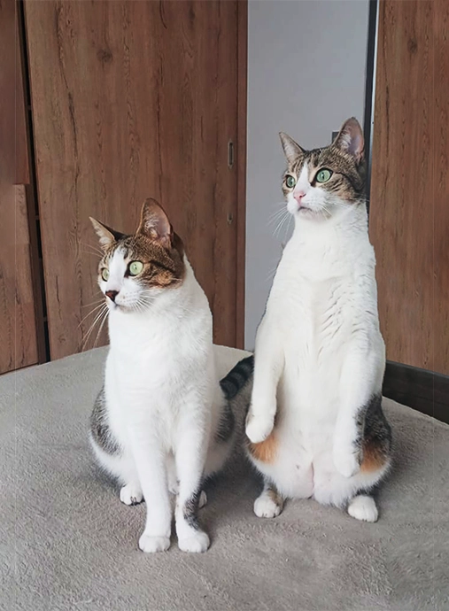 Foto Real Gatos