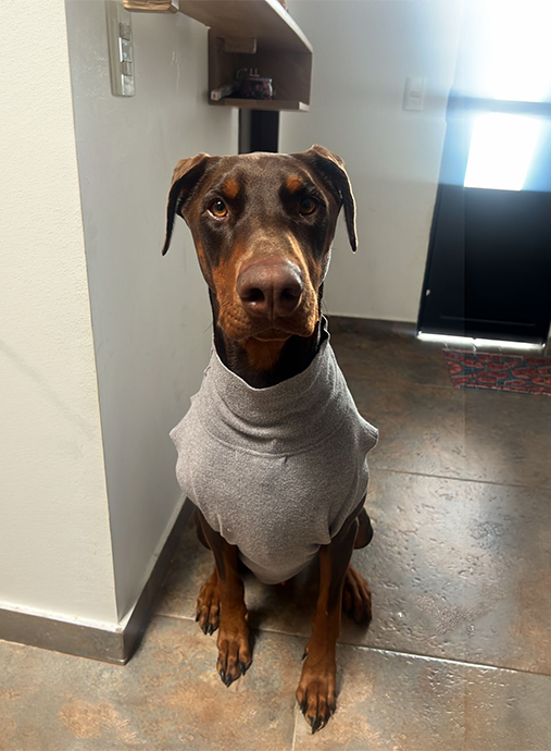 Foto Real Perro